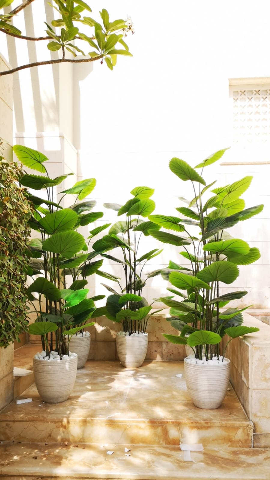 Artificial fan palm collection